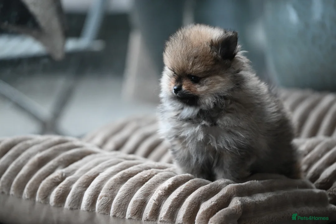 Pomeranian dogs for sale: Gorgeous small Pomeranian puppies 🧸  - Advert 7
