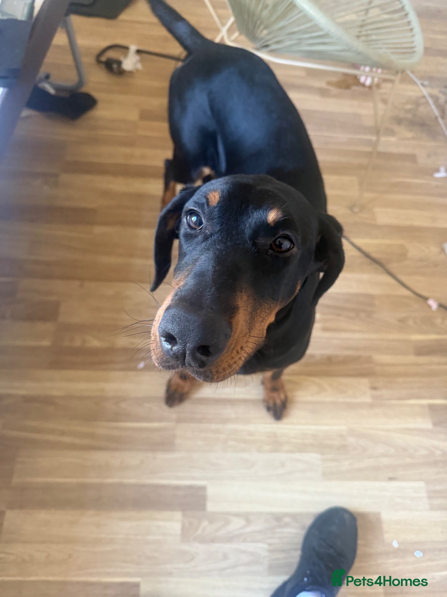 Dobermann dogs Kyra – Beautiful 11-Month-Old Female Dobermann - Advert 3