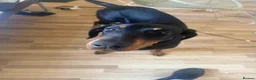 Dobermann dogs for sale: Kyra – Beautiful 11-Month-Old Female Dobermann - Advert 1