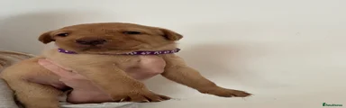 Purple Girl