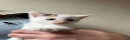 Mixed Breed cats for sale: Gorgeous kittens for sale in Stroud - Advert 5