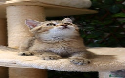 Scottish Fold cats for sale: Ready TICA reg stunning kittens available  - Image 11