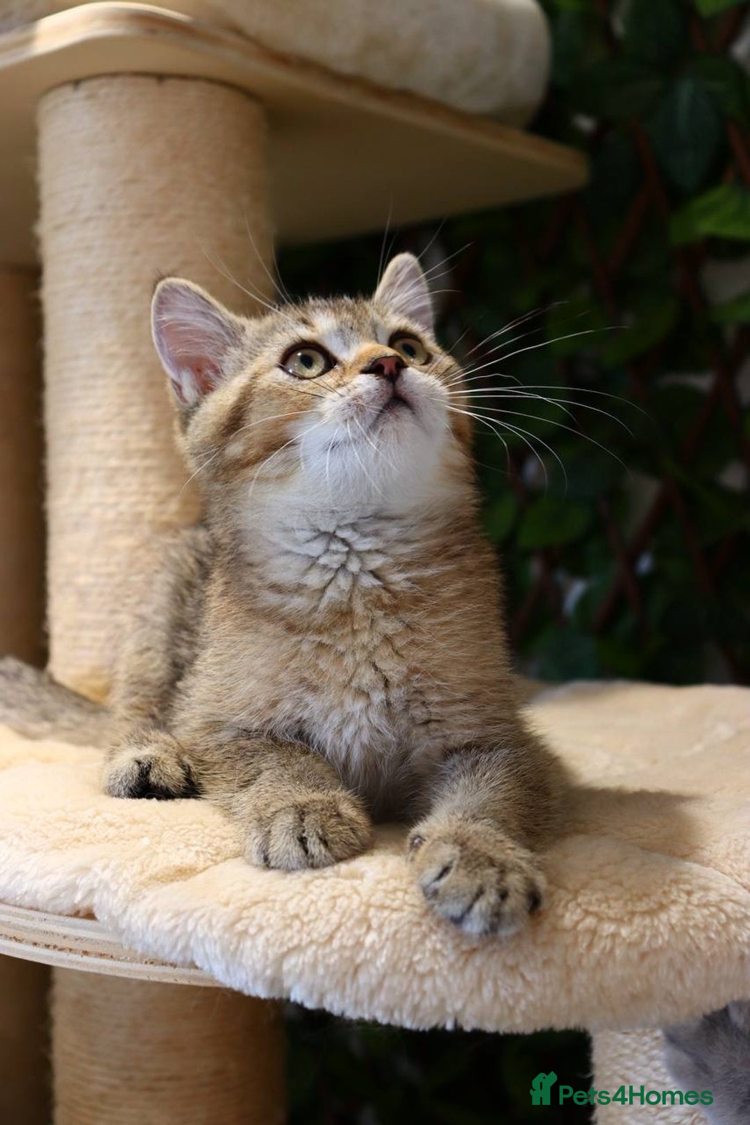 Scottish Fold cats for sale: Ready TICA reg stunning kittens available  - Image 11