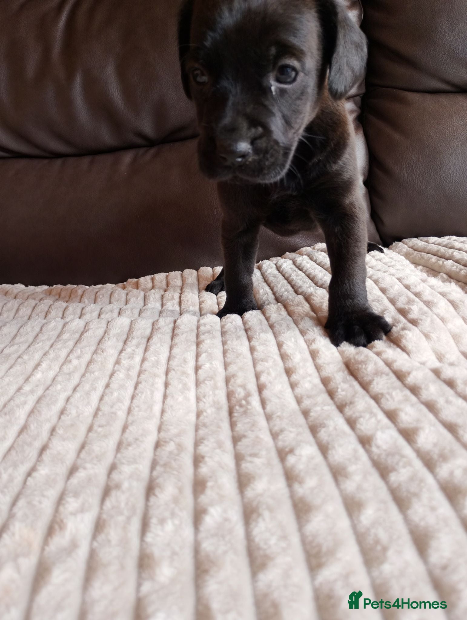 Mixed Breed dogs Spaniel puppies  - Advert 10