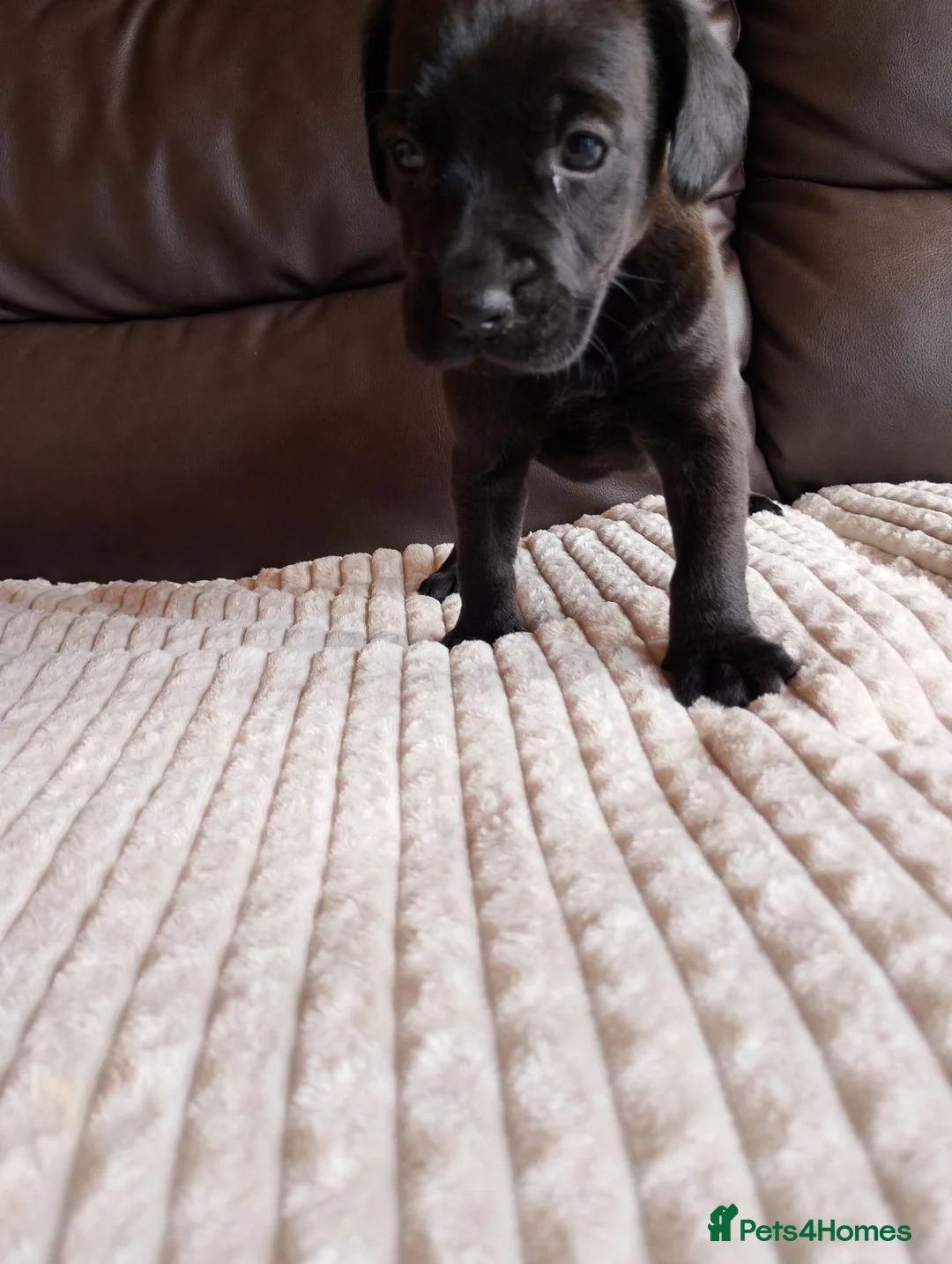 Mixed Breed dogs for sale: Spaniel puppies  - Advert 1