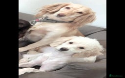 Cockapoo dogs for sale: 20 week old cockerpoo male - Image 6