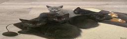 Mixed Breed cats for sale: 1/2 British shorthair kittens in Glossop - Advert 1