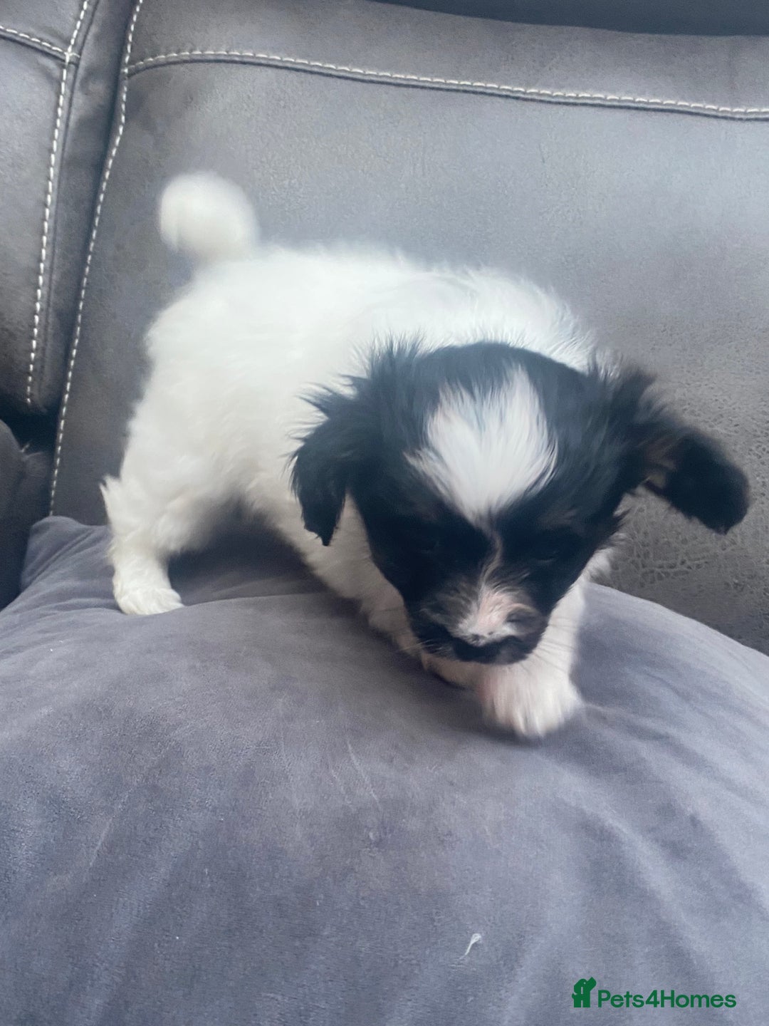 Papillon dogs for sale: Beautiful papillon girls - Advert 9