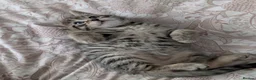 Bengal cats for sale: Bengal kittens Ready to leave now  - Advert 10