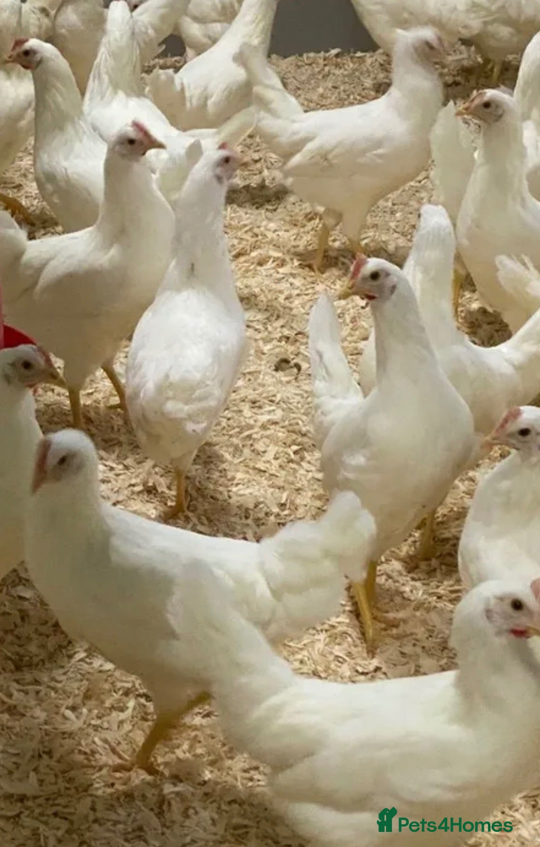 Chickens poultry for sale: Pol white stars (read full description) - Advert 1