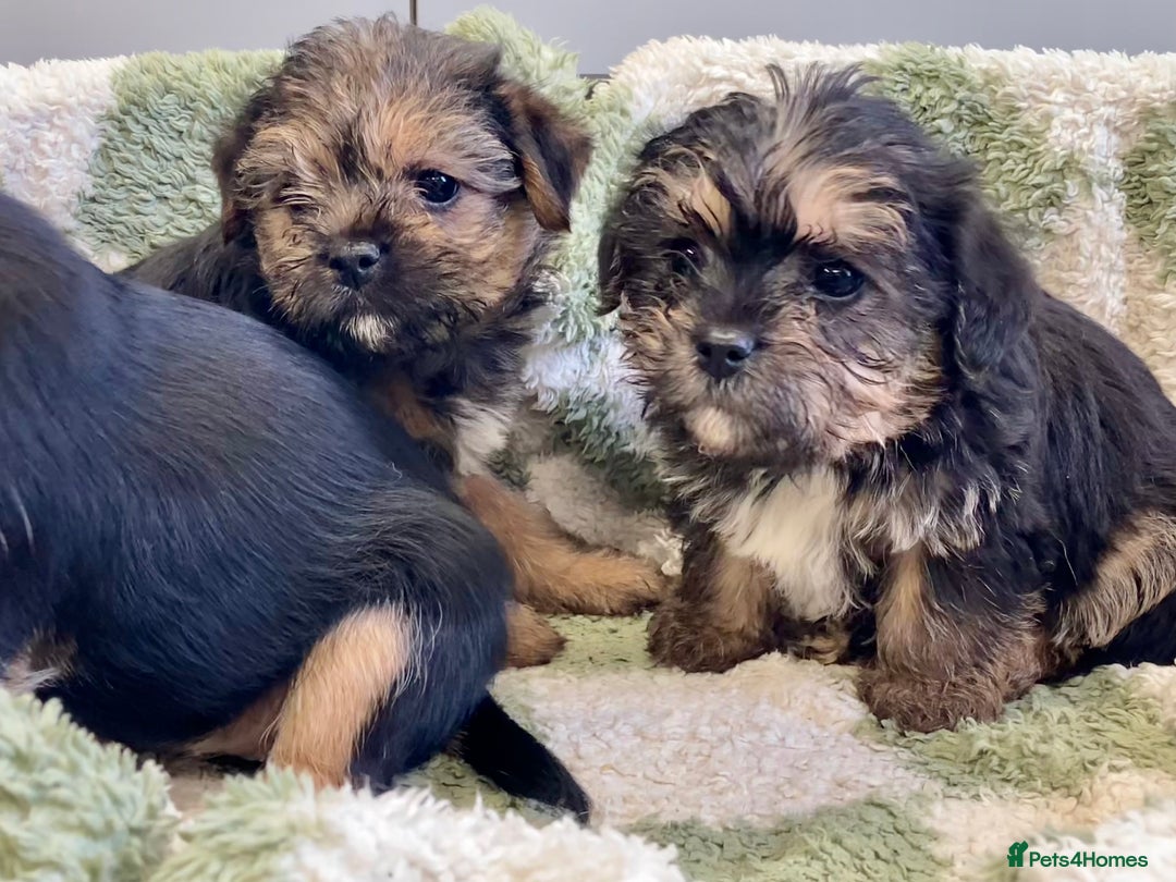 Mixed Breed dogs for sale: Norfolk Border cross puppies - Advert 9
