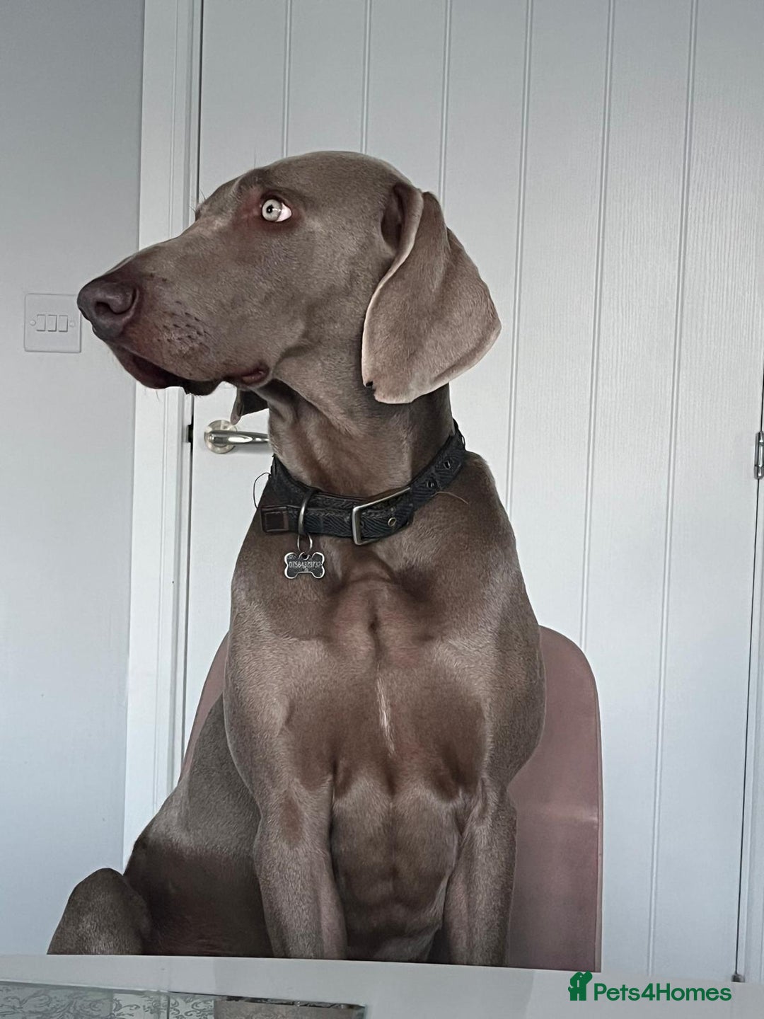 Weimaraner dogs for stud: Silver Weimaraner for Stud  in Darlington - Image 4