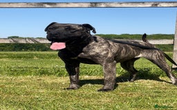Presa Canario dogs for sale: Presa Canario Puppies - Image 4