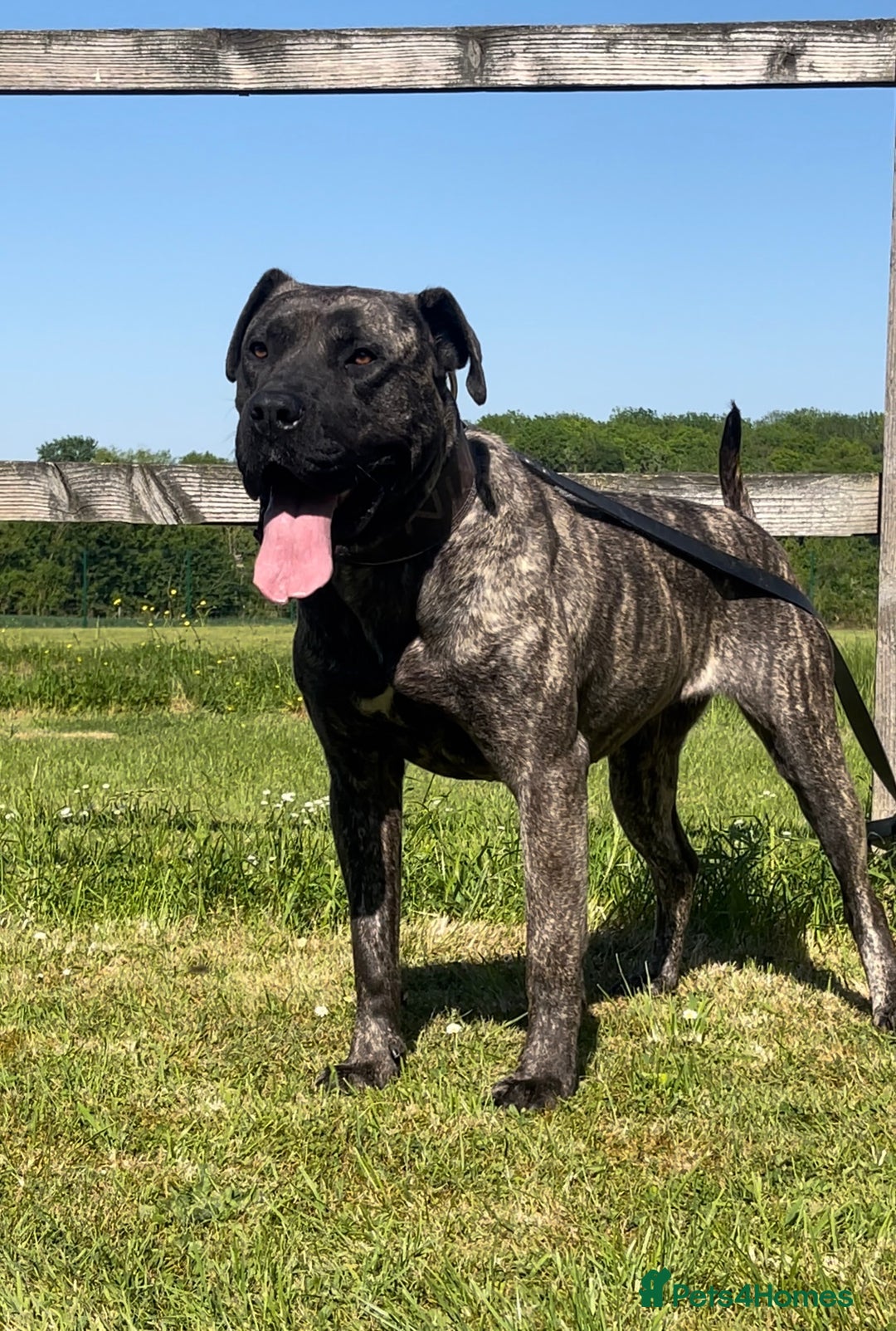 Presa Canario dogs for sale: Presa Canario Puppies - Image 4