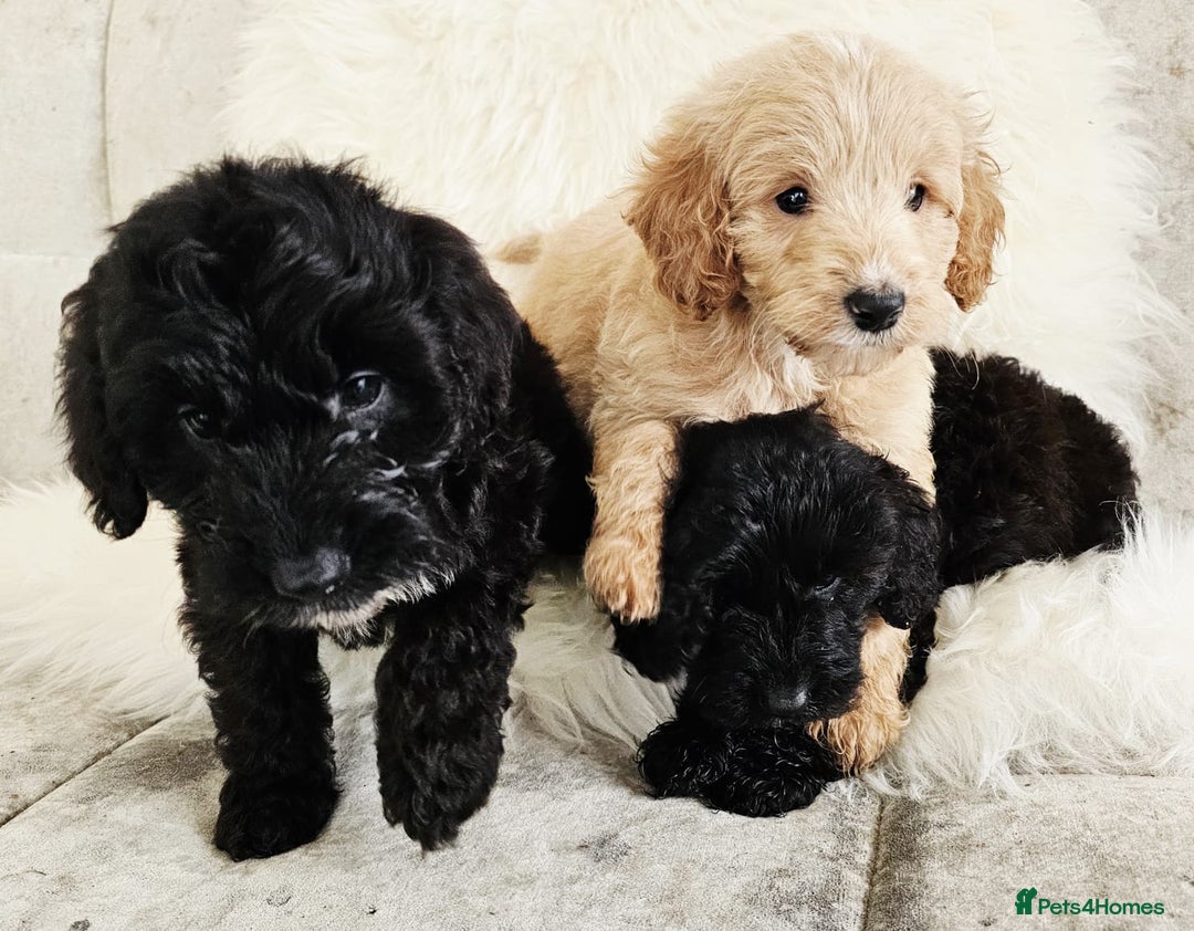 Cockapoo dogs for sale: F1B COCKAPOO 3 puppies 2 boys 1 girl available  - Advert 3