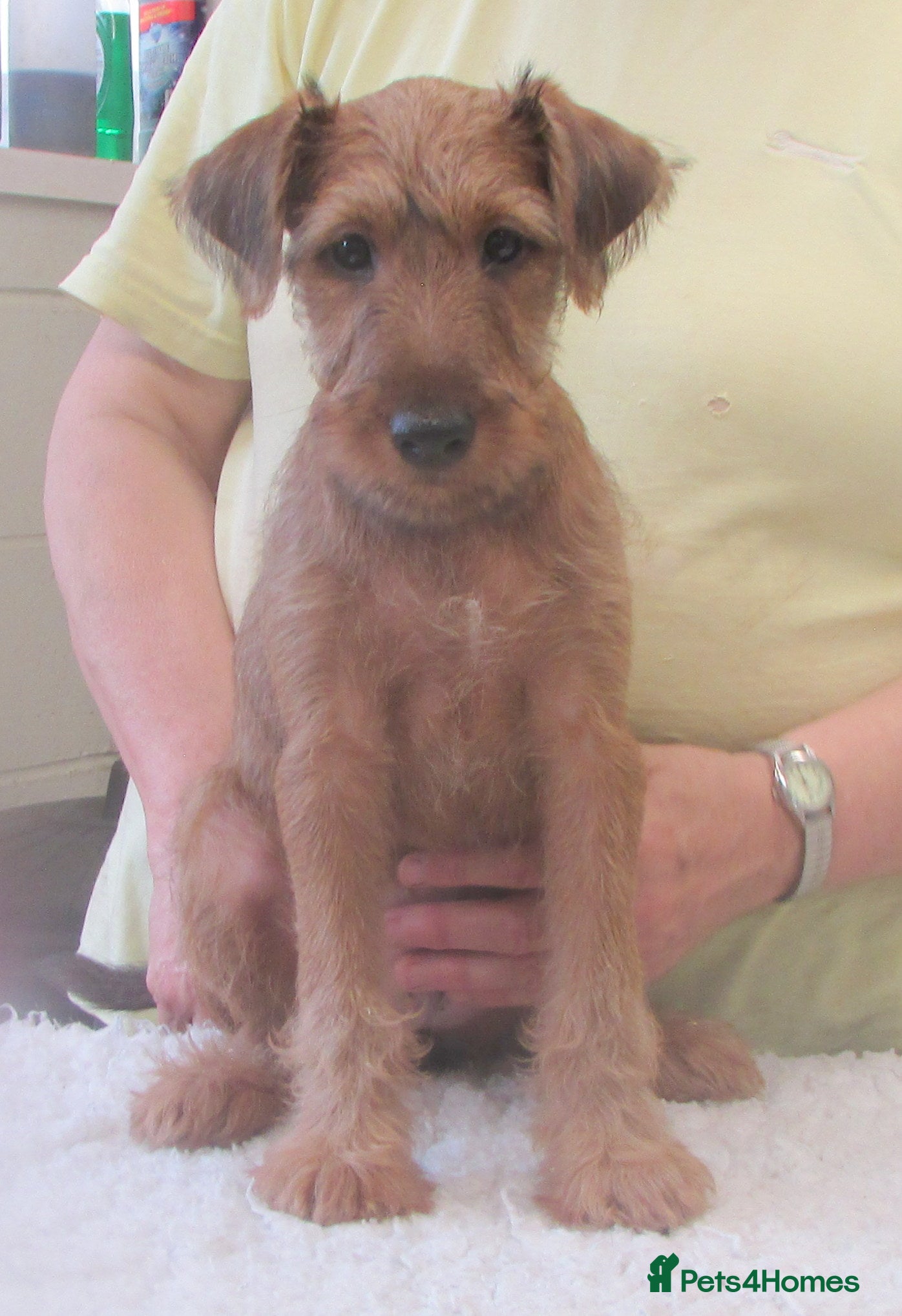 Irish Terrier dogs Outgoing puppies - Advert 8