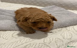 Maltipoo dogs for sale: Toy poodle puppy for sale maltipoo - Image 5