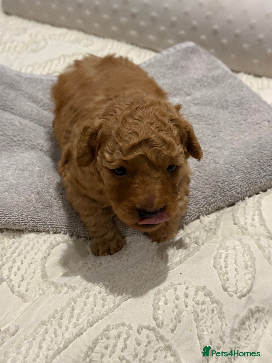 Maltipoo dogs for sale: Toy poodle puppy for sale maltipoo - Image 5