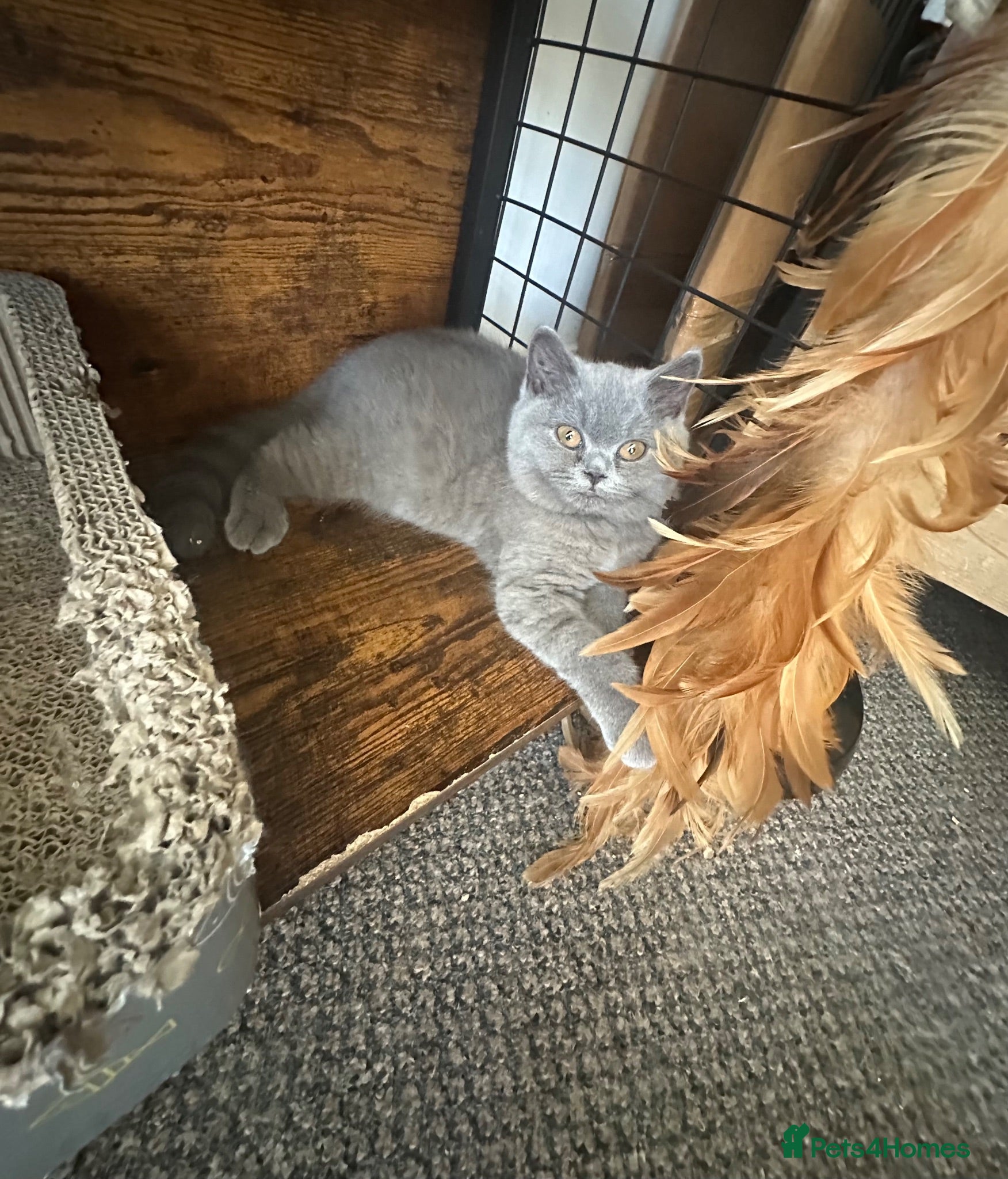 British Shorthair cats British Shorthair GCCF-registered Kittens  - Advert 1