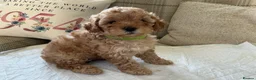 Maltipoo dogs for sale: 4 beautiful maltipoo puppies for sale - Advert 3