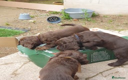Cocker Spaniel dogs for sale: Working Cocker Spaniels  - Image 2