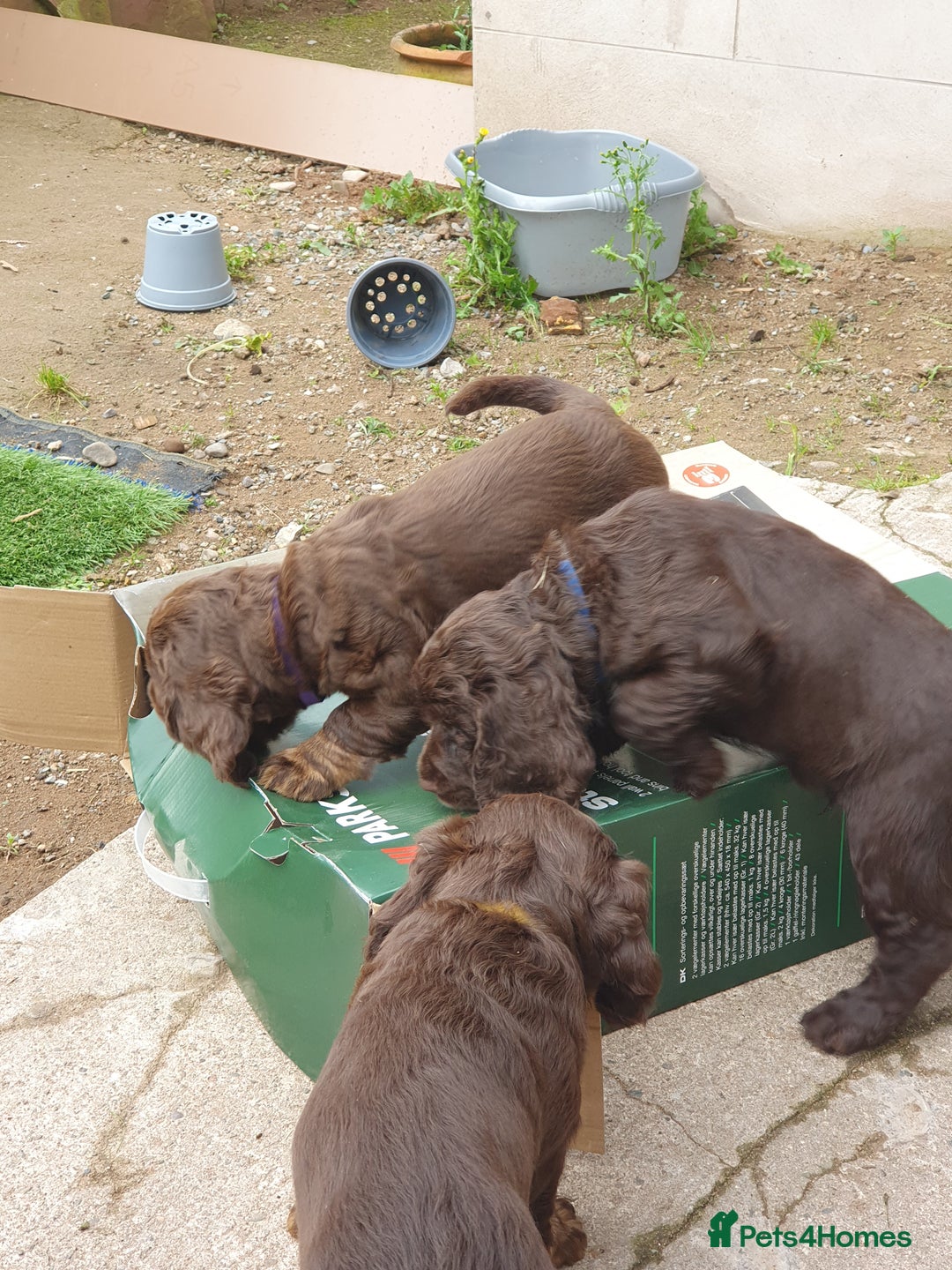 Cocker Spaniel dogs for sale: Working Cocker Spaniels  - Image 2