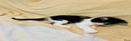 Mixed Breed cats for sale: 2 adorable tuxedo kittens left  - Advert 8