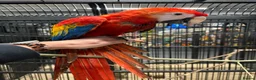 Macaws birds for sale: GORGEOUS VIBRANT BABY HANDREARED SCARLET  - Advert 9