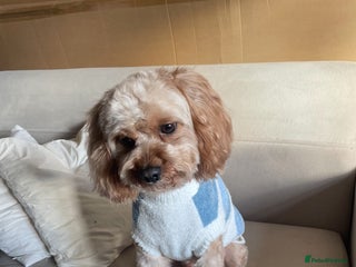 Cavapoo dogs - Advert 19