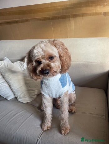 Cavapoo dogs - Advert 1