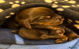 Cocker Spaniel dogs for sale: Show cocker spaniel puppies - Image 8