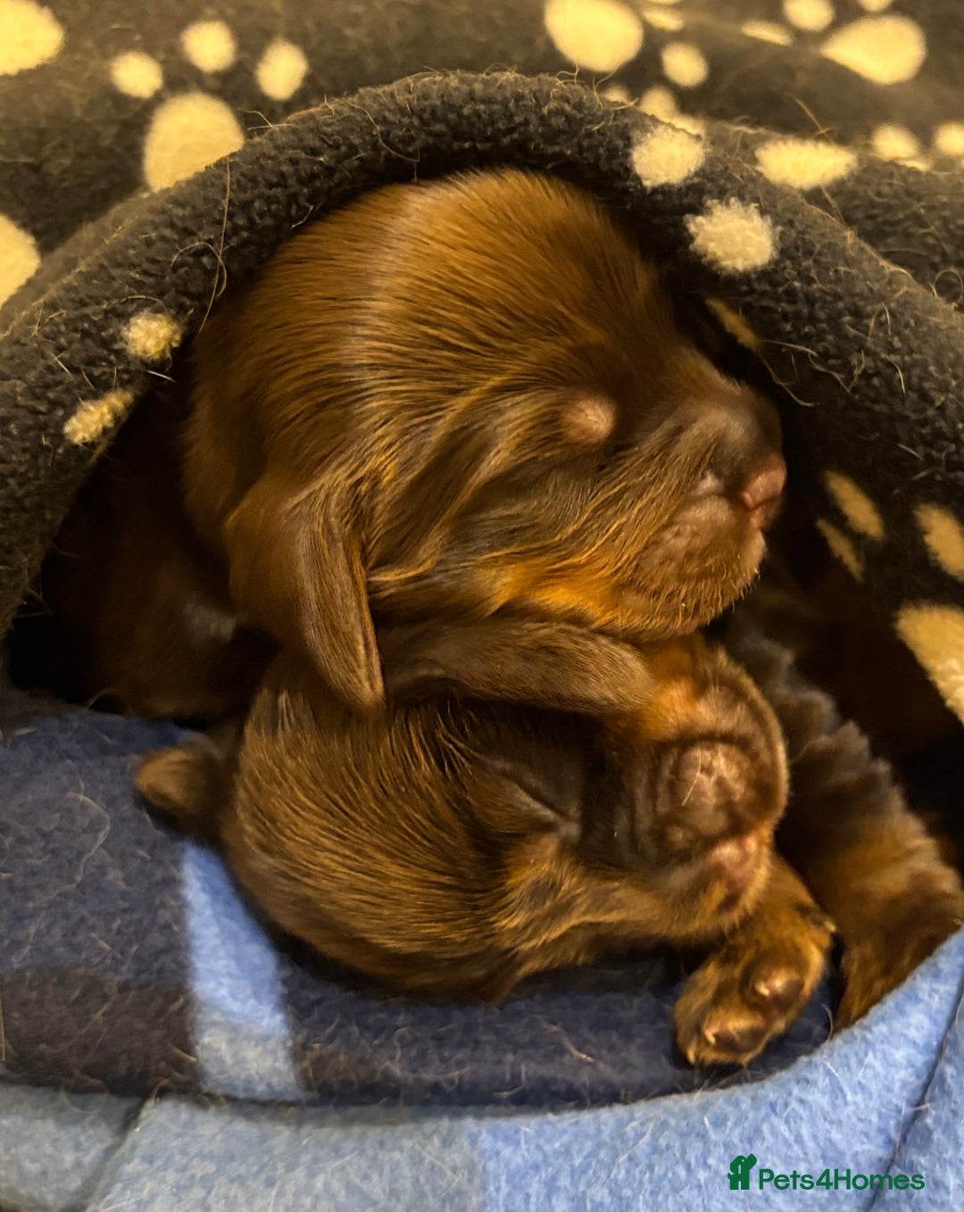 Cocker Spaniel dogs for sale: Show cocker spaniel puppies - Image 8