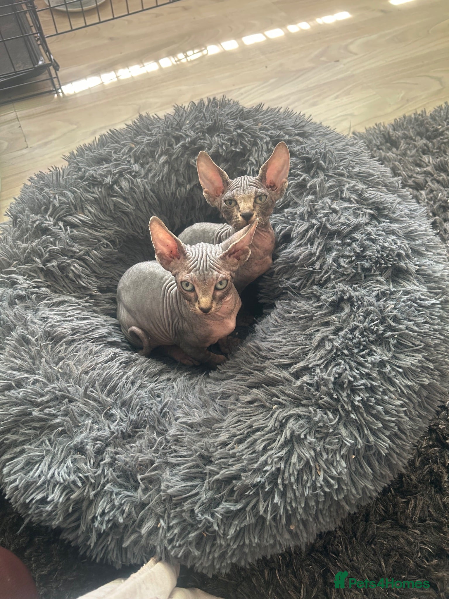Sphynx cats READY FOR NEW HOME,2 boys still available. - Advert 2