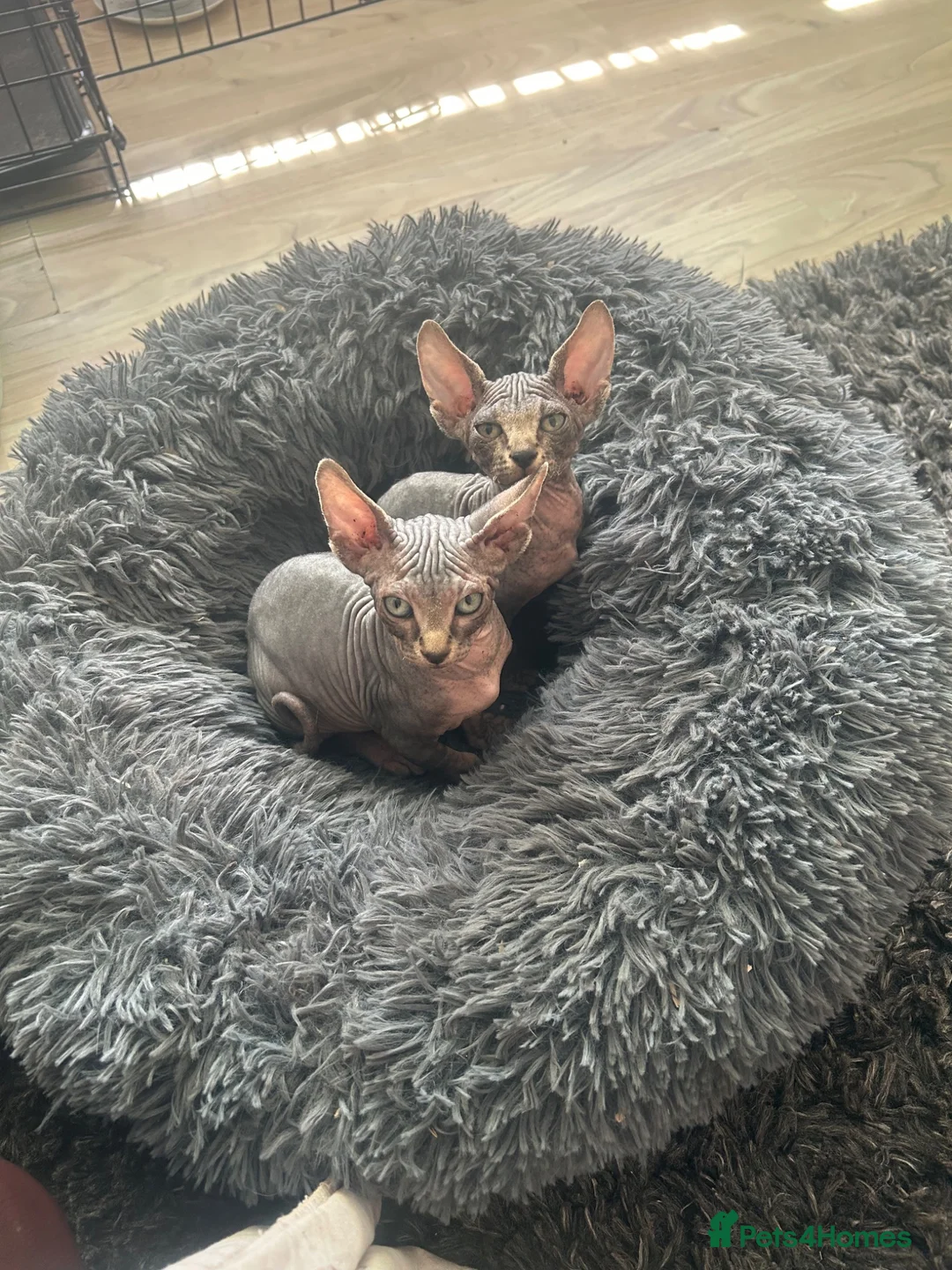 Sphynx cats for sale: READY FOR NEW HOME,2 boys still available. - Advert 2