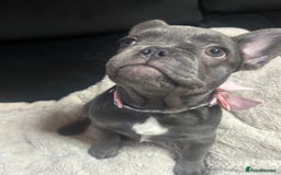 French Bulldog dogs for sale: French bulldogs 2 females remaining  - Advert 16