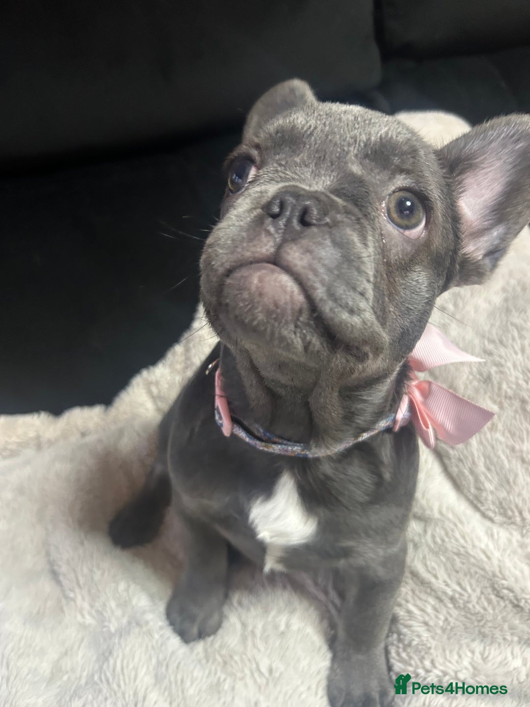French Bulldog dogs for sale: French bulldogs 2 females remaining  - Advert 16