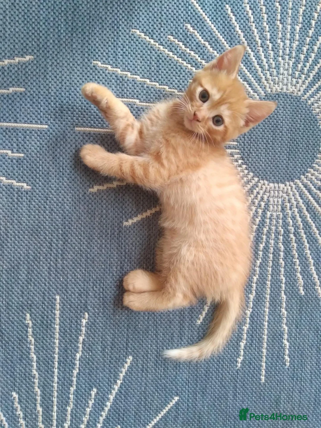 Mixed Breed cats for sale: Devon Rex Cross - Advert 10