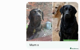 Labrador Retriever dogs for sale: 🤎🖤Outstanding Show Type Labradors🖤🤎KC&fully HT - Image 14
