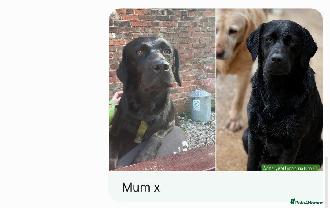 Labrador Retriever dogs for sale: 🤎🖤Outstanding Show Type Labradors🖤🤎KC&fully HT - Image 14