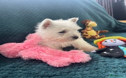 West Highland Terrier dogs for sale: KC registered west highland white puppues - Image 6