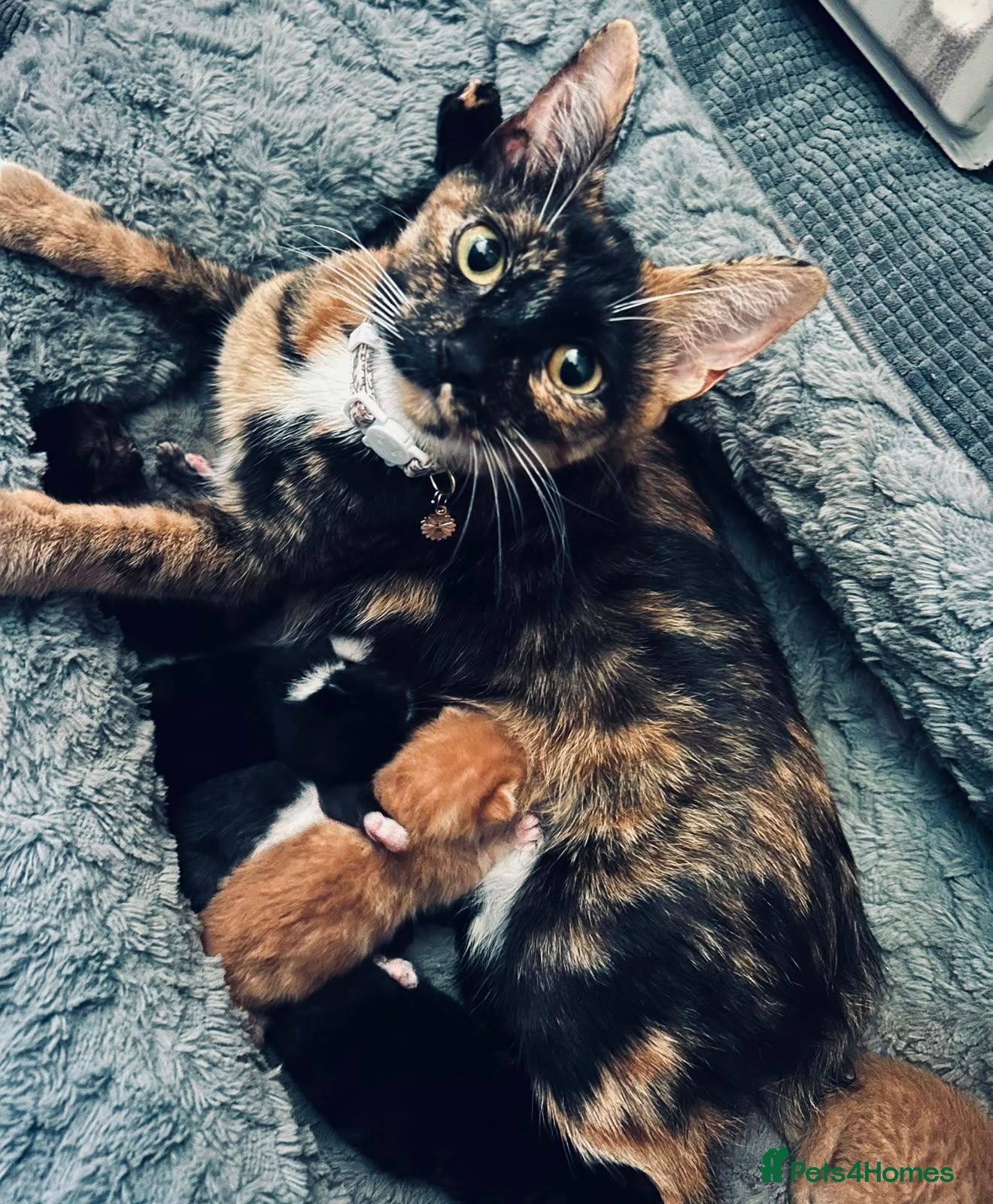 Mixed Breed cats 2 kittens for sale - Advert 3