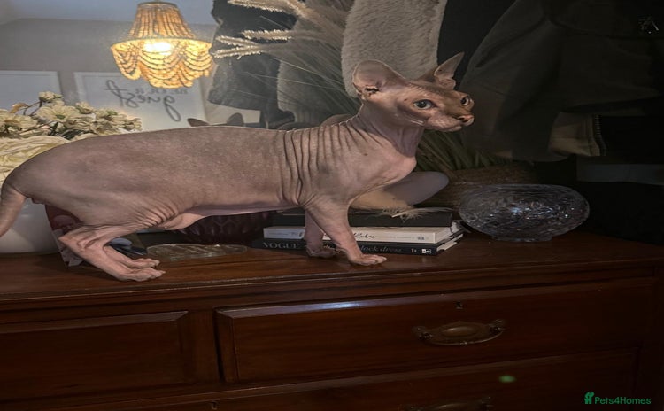 Sphynx cats - Advert 10