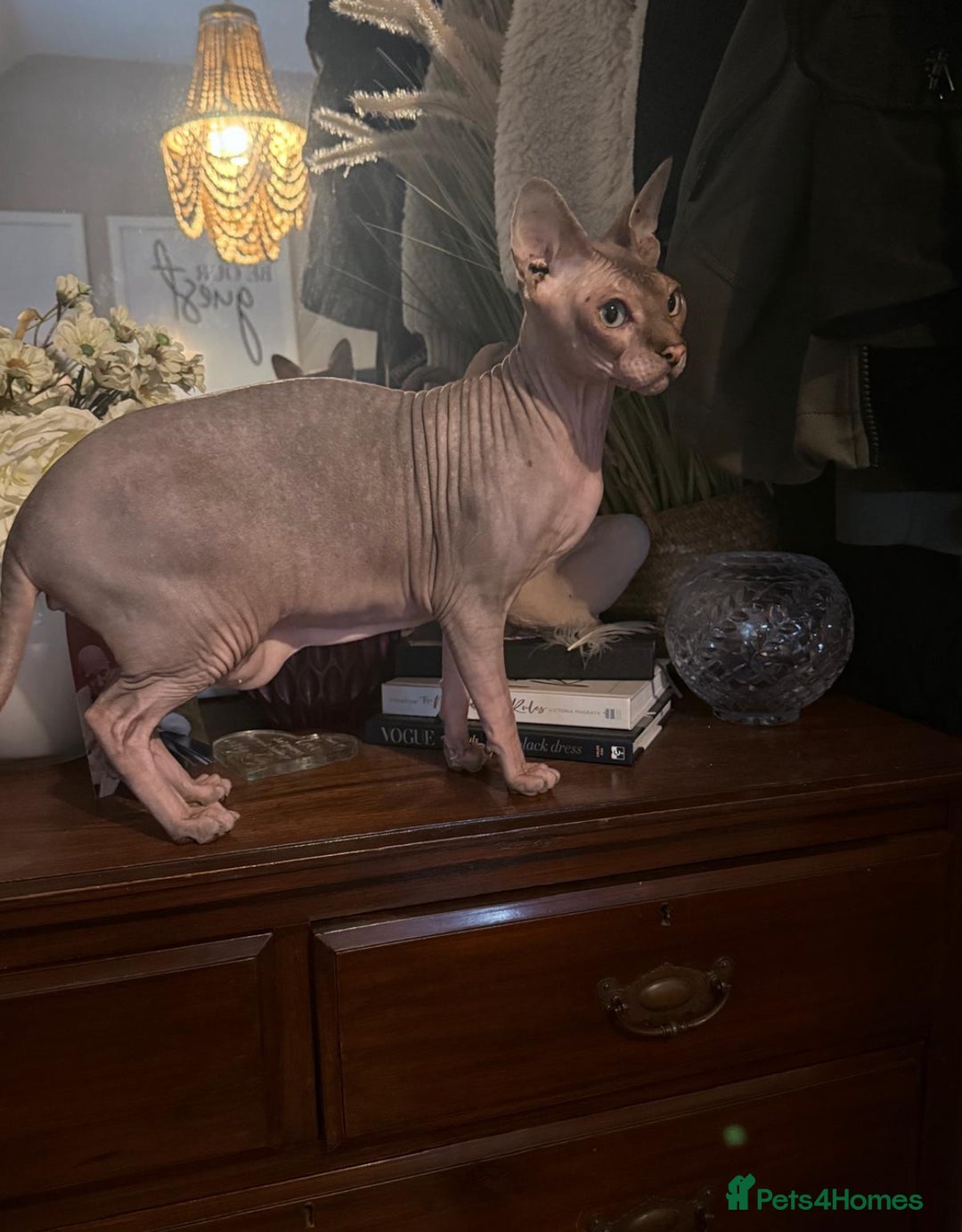 Sphynx cats for sale: Two Adult Sphynx Cats need HOME TOGETHER - Image 1