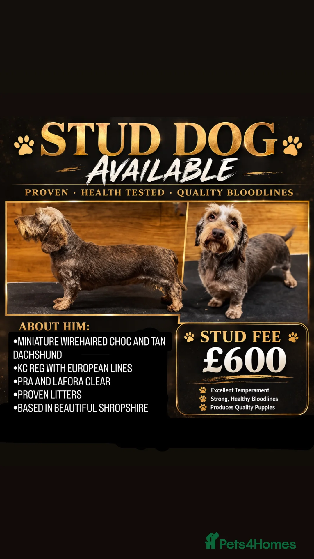 Miniature Dachshund dogs for stud: Choc & Tan Miniature wire haired Dachshund stud - Advert 1