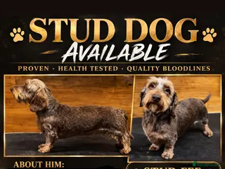 Miniature Dachshund dogs Choc & Tan Miniature wire haired Dachshund stud - Advert 5