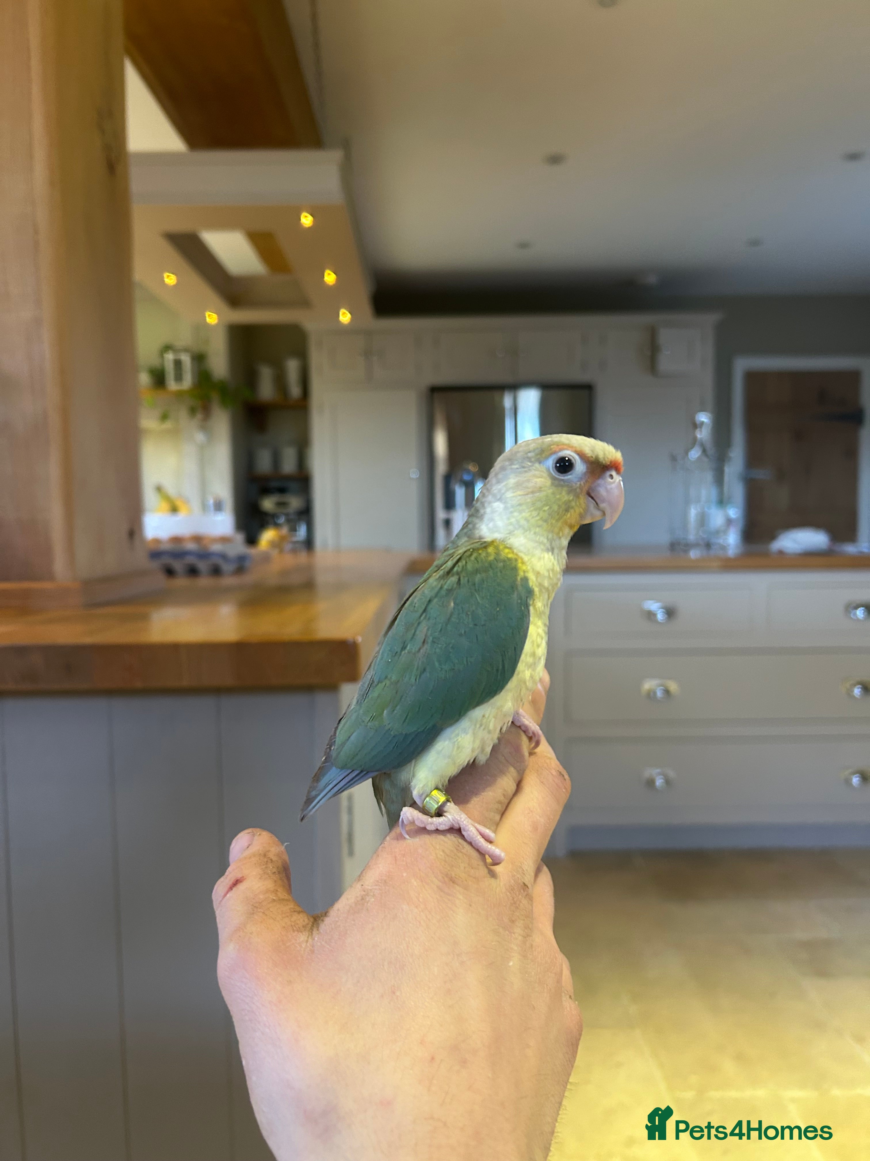 Conures birds Beautiful hand reared conures - Advert 4