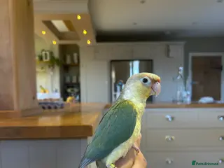 Conures birds Beautiful hand reared conures - Advert 18