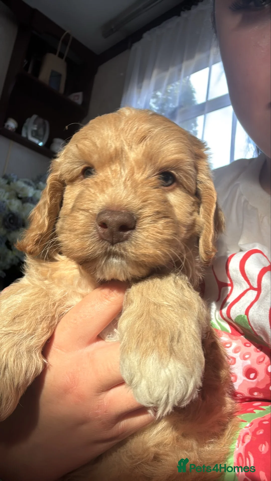 Cavapoo dogs for sale: F1 b cavapoo health tested 1 available  - Advert 2