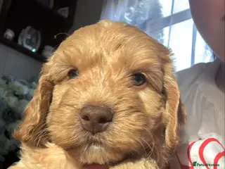Cavapoo dogs F1 b cavapoo health tested 2 available - Advert 6