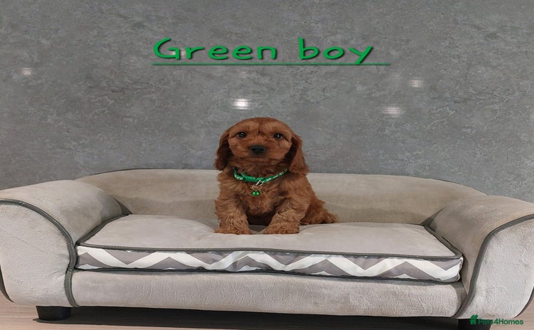 Cockapoo dogs - Advert 7